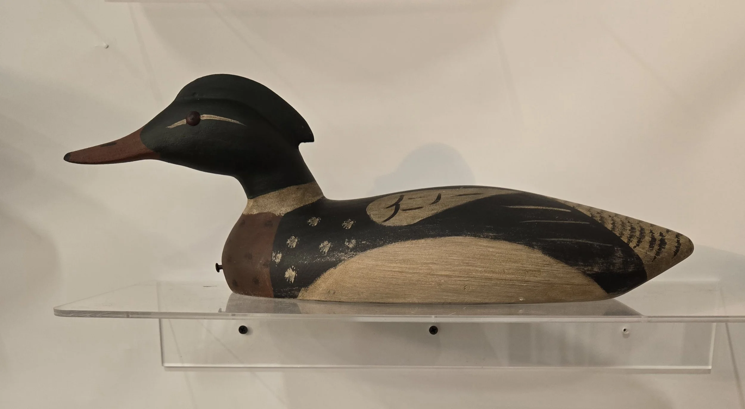 Hooded+Merganser.jpg?format=1000w